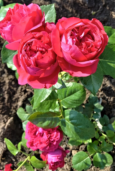 Роза 4 ветров ( Rose des 4 Vents)
