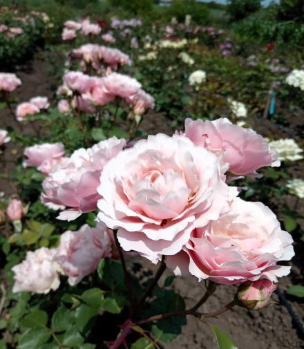 Дафна (Porcelaine d'Orient,Daphne)