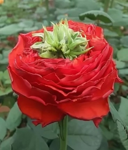 Ред Ай (Red Eye)