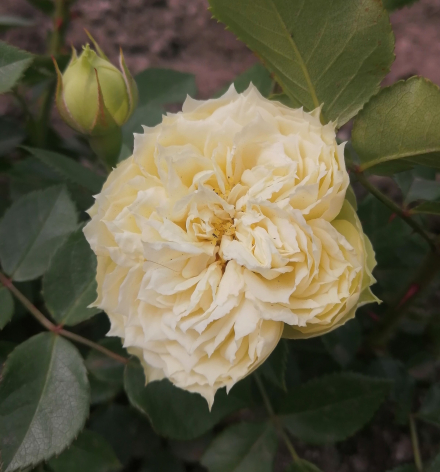Бланшетт (Blanchette)