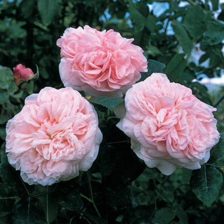 Клэр Роуз(Claire Rose)