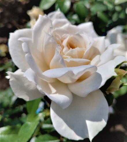 Лион Роуз (Lions Rose)