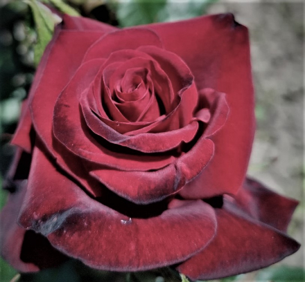 Блэк Баккара (Black Baccara)