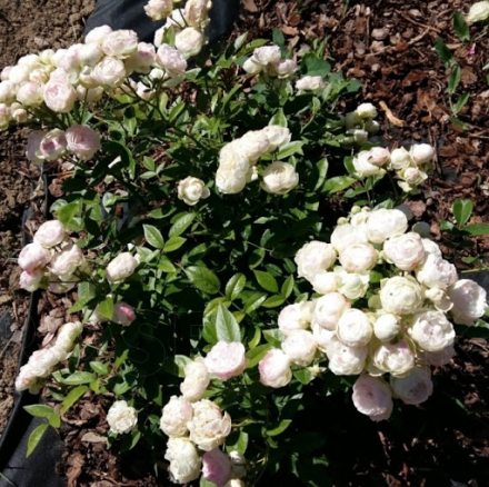 Вайт Морсдаг (White Morsdag)