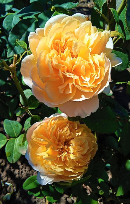 Инглиш Гарден (English Garden0