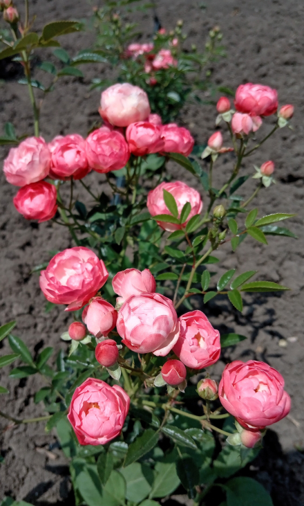 Оранж Морсдаг (Orange Morsdag)