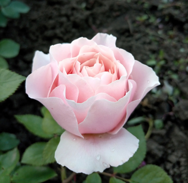 Дафна (Porcelaine d'Orient,Daphne)