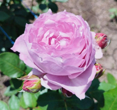 Новалис (Novalis)