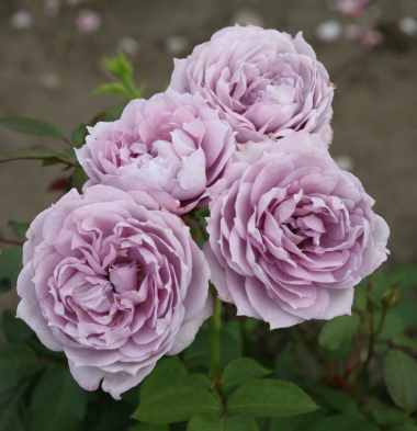 Новалис (Novalis)