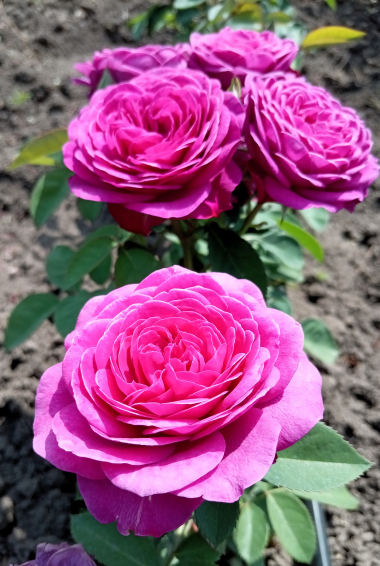 Хайди Клум (Heidi Klum Rose)